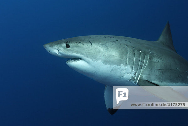 Great White Shark (Carcharodon carcharias)  Guadalupe Island  Mexico  Pacific  North America