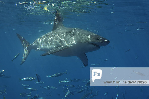 Weißer Hai (Carcharodon carcharias)  Insel Guadalupe  Mexiko  Pazifik  Nordamerika