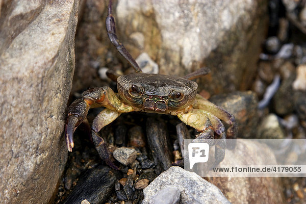 Italian Freshwater Crab (Potamon fluviatilis)  northern Greece  Europe