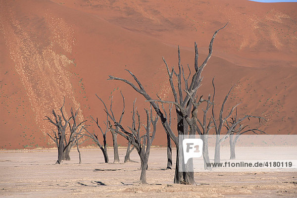 Abgestorbene Kameldornbäume (Acacia erioloba) im Death Vlei  Namibia  Afrika