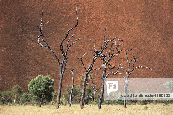 Abgestorbene Bäume vor dem Ayers Rock  Uluru Nationalpark  Northern Territory  Australien
