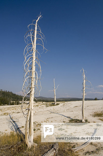 Abgestorbene Bäume im Upper Geyser Basin  Yellowstone Nationalpark  Wyoming  Vereinigte Staaten von Amerika