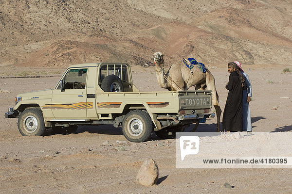 Beduinen mit Kamel bei Kamelrennen in der Wüste  Wadi Rum  Jordanien  Naher Osten