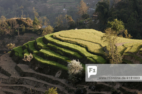 Terrassenanbau in Handarbeit in den Bergen rund um Nagarkot  Nepal  Asien