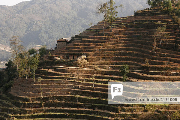Terrassenanbau in Handarbeit in den Bergen rund um Nagarkot  Nepal  Asien