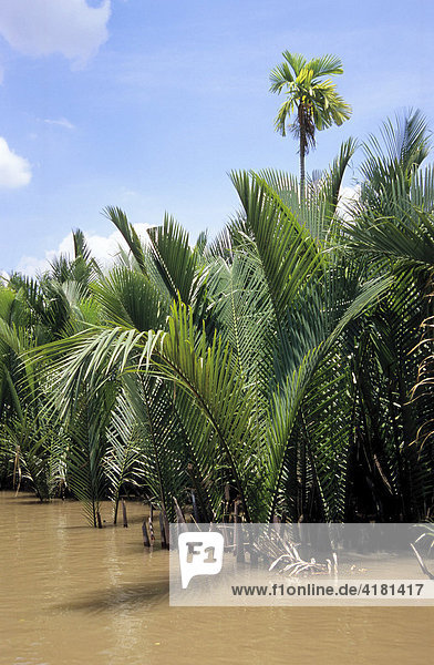 Nipa- or Mangrove Palms (Nypa fruticans)  Thoi Son Island  My Tho  Mekong Delta  Vietnam  Asia