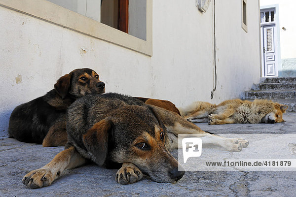 Hunde vor einem Haus auf Santorin in der Ägäis  Griechenland
