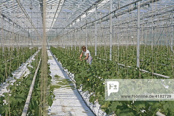 The largest greenhouse