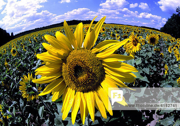 Field of sunflowers contorted