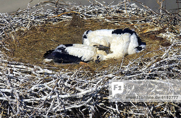 Young storks in the so called dead position in the nest of the White Stork Center in Vetschau