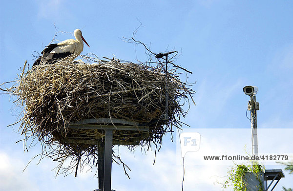 Complete surveillance of the storks of the White Stork Center in Vetschau with camera and microphone