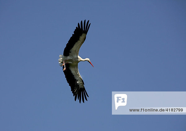 White stork Ciconia Ciconia in flight