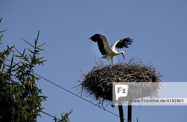 The so-called internet-storks are being monitored 24 hours with cameras and their images put on the web  Vetschau  Brandenburg  Germany