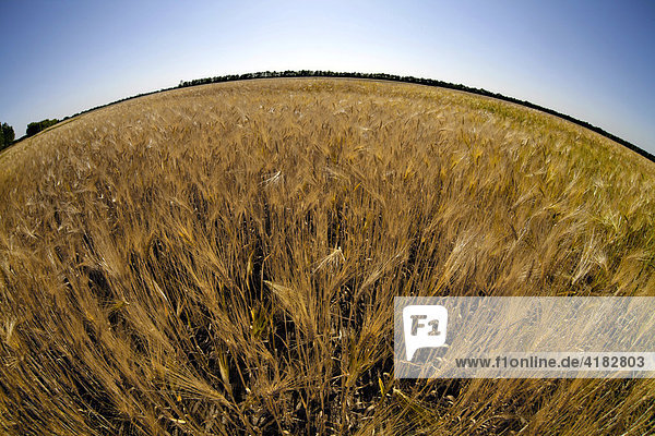 Grainfield with horizon  contorted