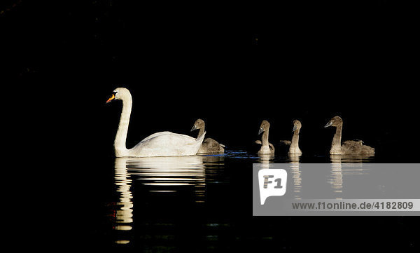 Mute swan (Cygnus olor) with chicks