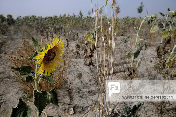 Dried up field with sun flowers