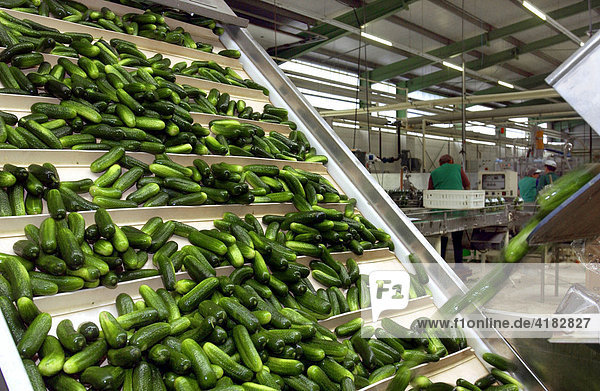 Handling of cucumbers in the company RABE in Luebbenau  Spreewald  Brandenburg  Germany