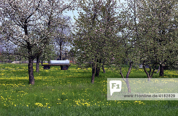 Spring in the countryside