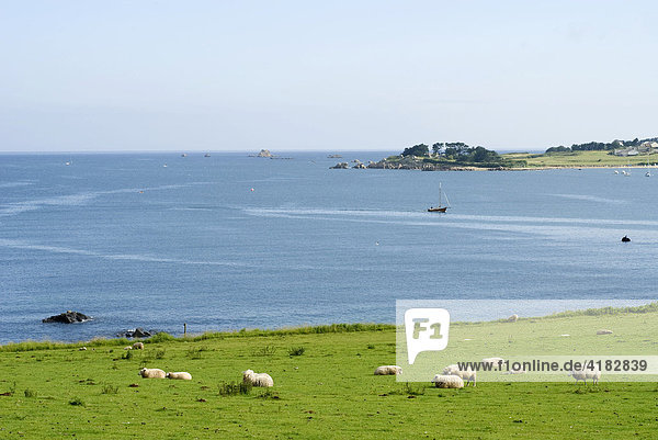Schafe auf den Salzweiden Kerlehen Bretagne Frankreich