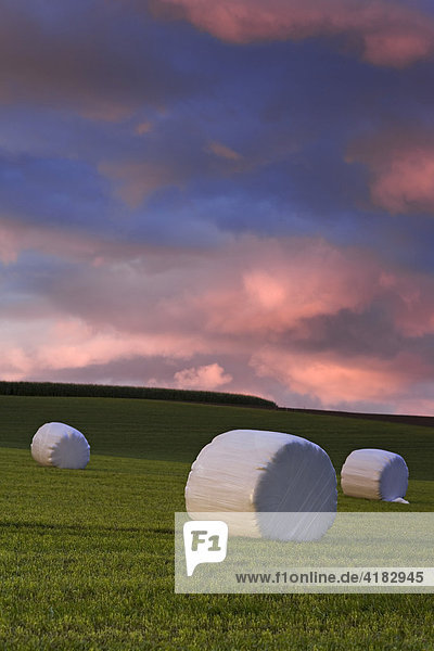 Hay bales wrapped in plastic in a field near Pierrafortscha  Fribourg  Switzerland