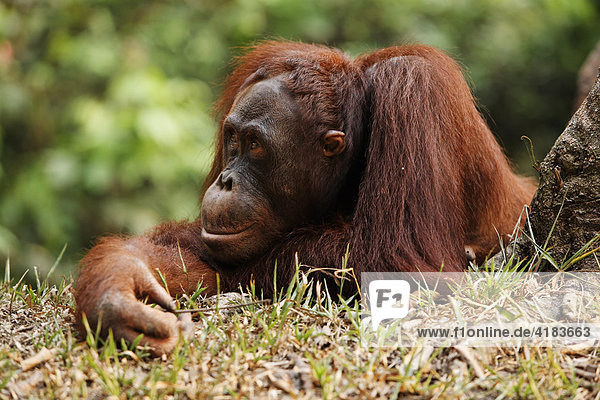 Orang-Utan (Pongo pygmaeus) im Tanjung Puting National Park  Zentral-Kalimantan  Borneo  Indonesien