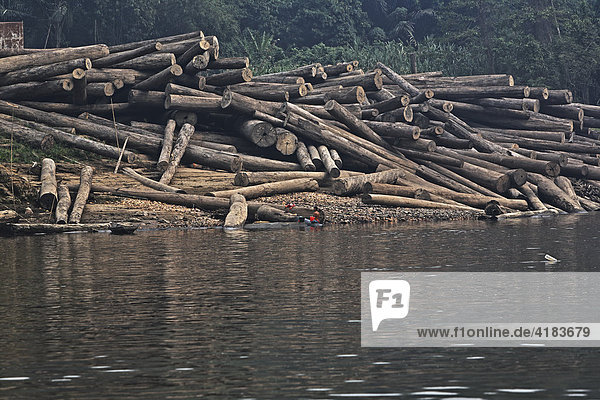 Gefällte Bäume am Fluß Sungai Mahakam  Ost-Kalimantan  Borneo  Indonesien