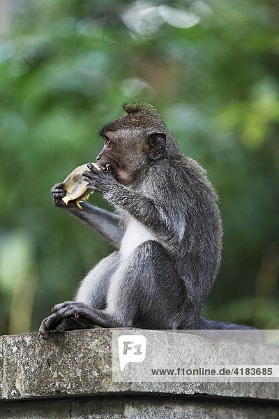 Javaneraffe (Macaca fascicularis) im Monkeyforest  Ubud  Bali  Indonesien