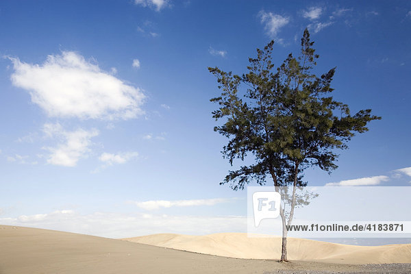 Ein einzelner Baum in der Wüste  Gran Canaria  Spanien
