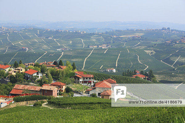 Weinlandschaft im Langhe  bei La Morra  Piemont  Italien