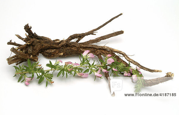 Wurzel  Dornige Hauhechel  Eindorn (Ononis spinosa)  Heilpflanze
