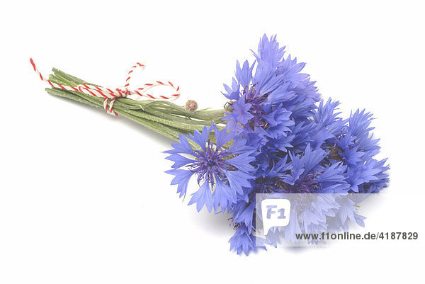 Heilpflanze Kornblume (Centaurea cyanus)