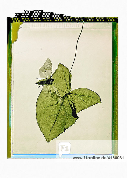 Zikade auf grünem Blatt  Polaroidkunst