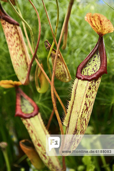 Kannenpflanze (Nepenthes)  Fleischfressende Pflanze