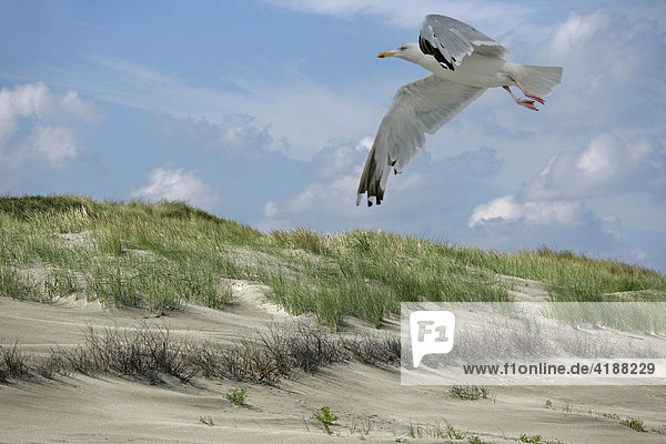 Silbermöwe (Larus qrgentatus) fliegt über Düne  Nordseeinsel Juist  Niedersachsen  Deutschland