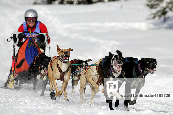 Dog sled race  Unterjoch  Bavaria  Germany  Europe