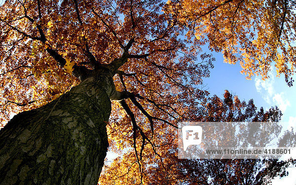 Colourful leaves of a high trunk oak tree