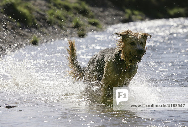 Muenchen,  DEU,  05.10.2004 - Ein Hund laeuft durch das flache Wasser der Isar.