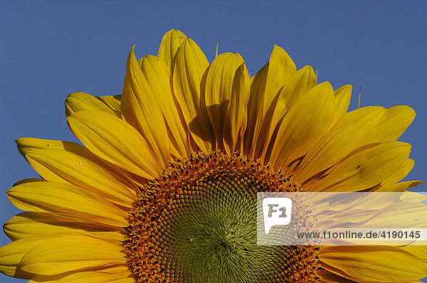 Blüte der Sonnenblume (Helianthus)