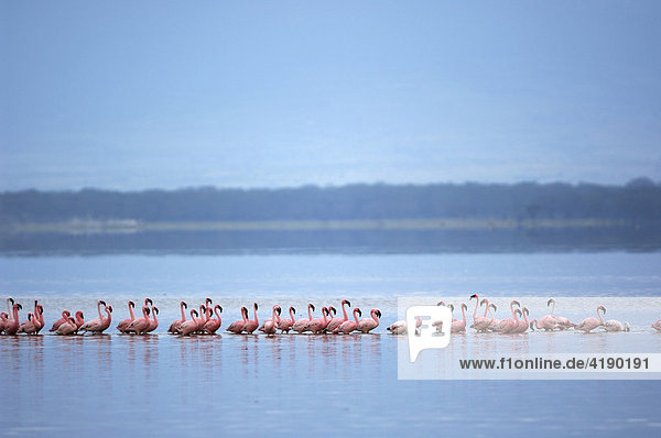 Eine Gruppe Flamingos (Phoenicopterus roseus und minor)  am Lake Nakuru  Kenia  Afrika