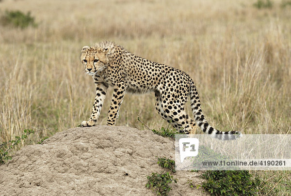 Junger Gepard (Acinonyx jubatus) beim beobachten der Umgebung Masai Mara Kenia Afrika