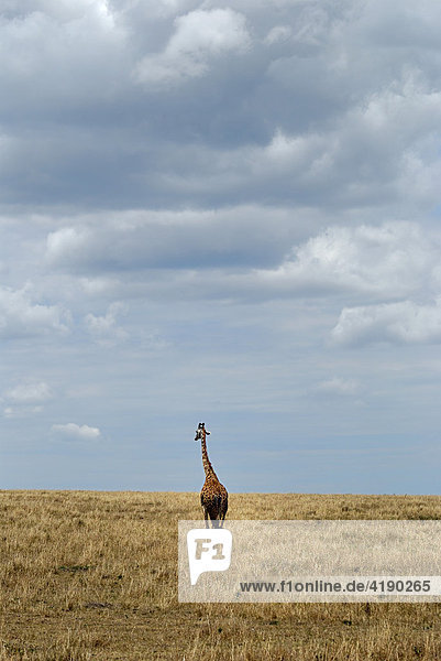 Massai- oder Weinblattgiraffe (Giraffa camelopardalis tippelskirchi) einsam in der Steppe stehend Masai Mara Kenia Afrika