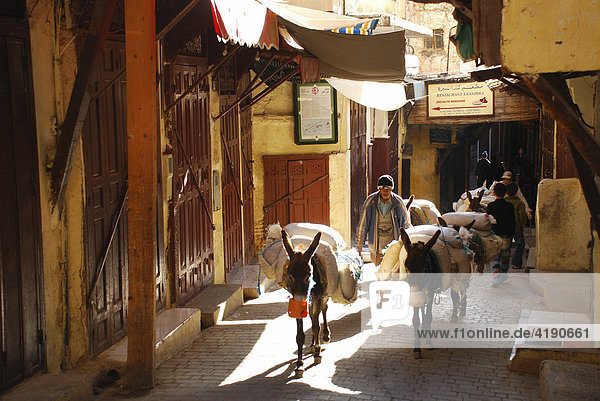 Little donkeys in the Medina of Fez Morocco
