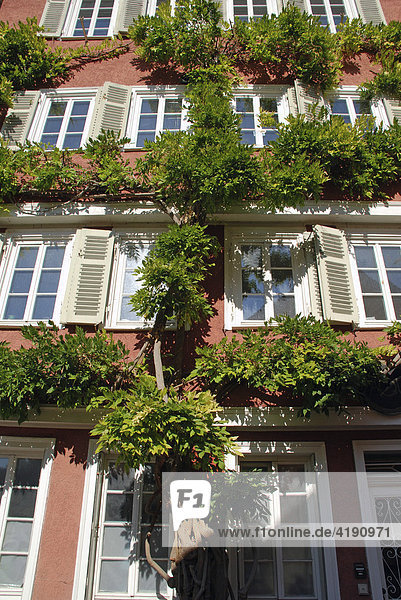 Hausfassade mit Glyzinie Altstadt Tübingen Baden Württemberg Deutschland Hausfassade