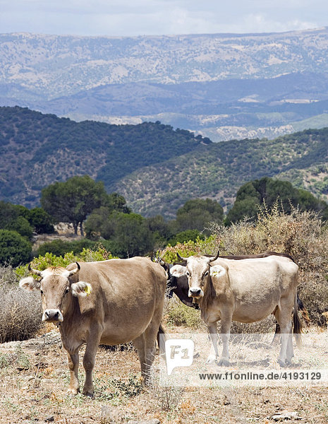 Kühe weiden im Hochland bei Dorgali  Sardinien  Italien
