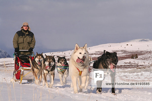 Schlittenhunde Gespann mit Hundeschlittenführer  musher  Tundra  Yukon Territorium  Kanada