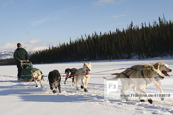 Schlittenhunde-Gespann mit Hundeschlittenführer auf dem gefrorenen Yukon River  Yukon Territorium  Kanada