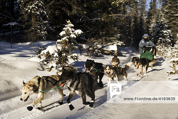 Sled dog team with musher in winter forest  Yukon Territory  Canada