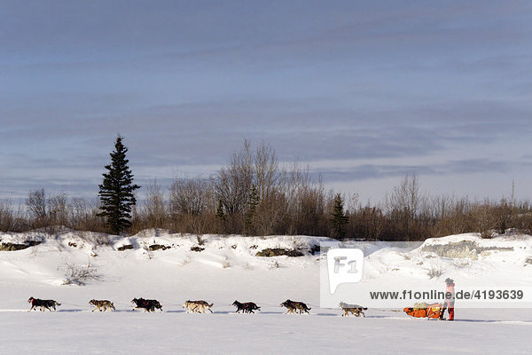 Hundeschlittenführer mit seinem Schlittenhunde-Gespann beim Yukon Quest Hundeschlittenrennen  Takhini River  Yukon Territorium  Kanada