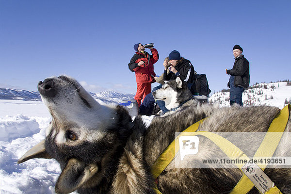 Schlittenhund und Hundeschlittenführer bei einer Pause  gefrorener See  Lake Laberge  Yukon Territorium  Kanada