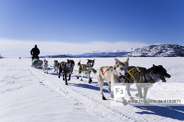 Dog sled team with musher  Lake Laberge  Yukon Territory  Canada